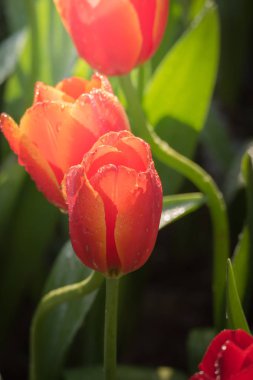 Güzel bir buket lale. Renkli laleler. doğa arkaplanı