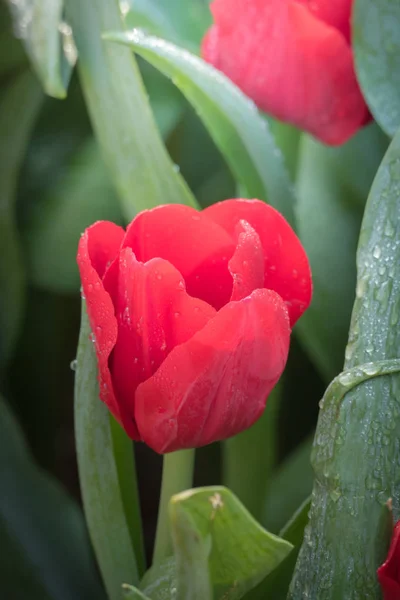 Beautiful Bouquet Tulips Colorful Tulips Nature Background — Stock Photo, Image