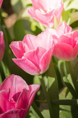 Güzel bir buket lale. Renkli laleler. doğa arkaplanı