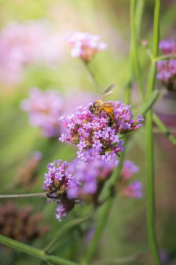 Renkli çiçeklerin arkaplan resmi, arka plan doğası