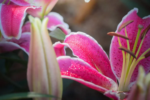 Imagem Fundo Das Flores Coloridas Natureza Fundo — Fotografia de Stock