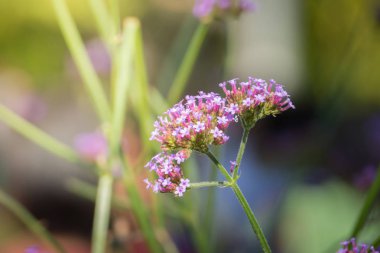 Renkli çiçeklerin arkaplan resmi, arka plan doğası