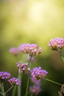 Renkli çiçeklerin arkaplan resmi, arka plan doğası