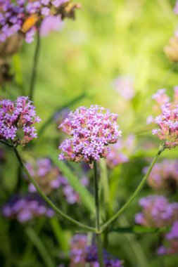 Renkli çiçeklerin arkaplan resmi, arka plan doğası
