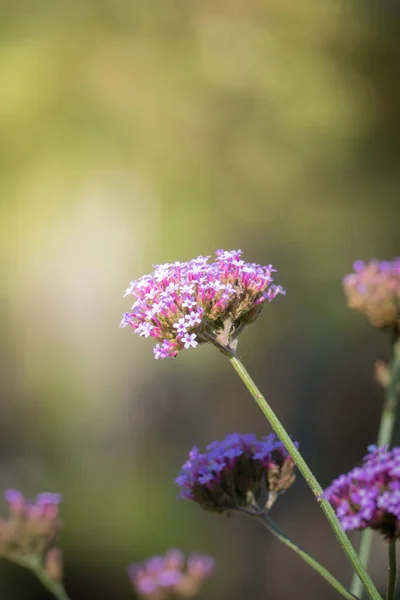 Imagem Fundo Das Flores Coloridas Natureza Fundo — Fotografia de Stock