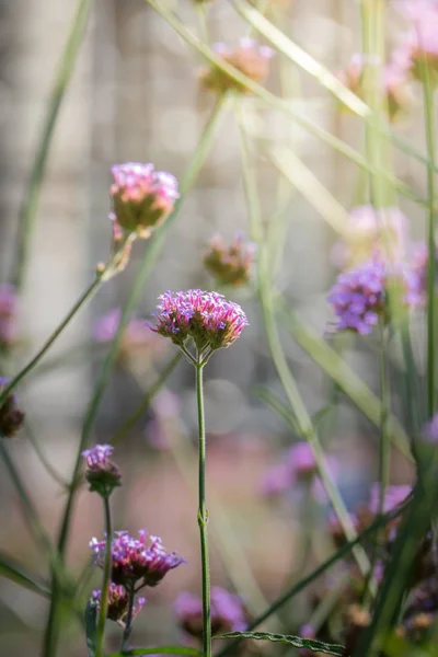 Imagen Fondo Las Flores Colores Naturaleza Fondo — Foto de Stock