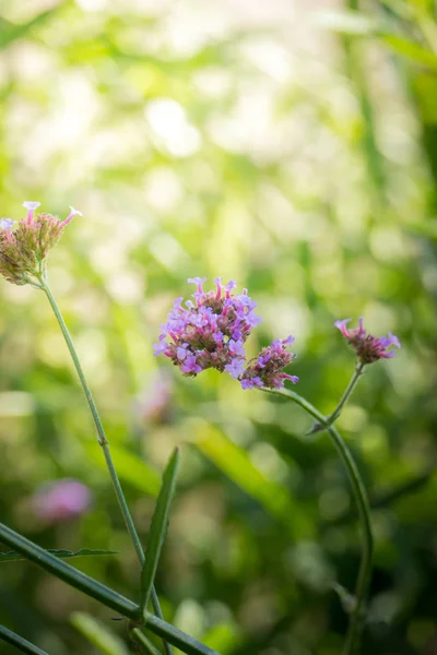 Imagen Fondo Las Flores Colores Naturaleza Fondo — Foto de Stock