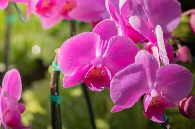 Renkli çiçeklerin arkaplan resmi, arka plan doğası