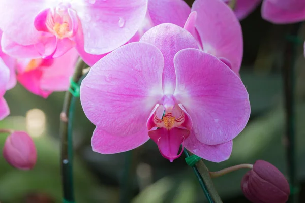 Imagen Fondo Las Flores Colores Naturaleza Fondo — Foto de Stock