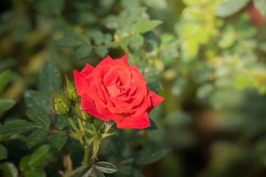 Bahçedeki güller, güzel güneşli bir günde güller güzeldir..