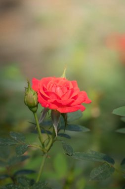 Bahçedeki güller, güzel güneşli bir günde güller güzeldir..