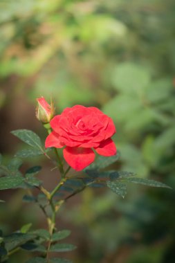 Bahçedeki güller, güzel güneşli bir günde güller güzeldir..
