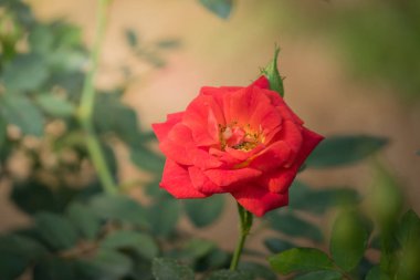 Bahçedeki güller, güzel güneşli bir günde güller güzeldir..
