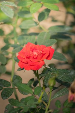 Bahçedeki güller, güzel güneşli bir günde güller güzeldir..