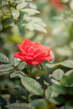 Bahçedeki güller, güzel güneşli bir günde güller güzeldir..