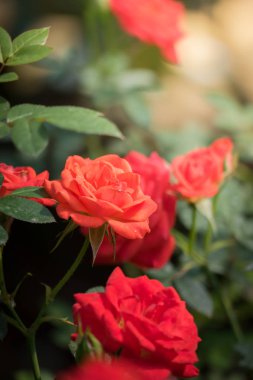 Bahçedeki güller, güzel güneşli bir günde güller güzeldir..