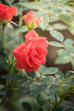 Bahçedeki güller, güzel güneşli bir günde güller güzeldir..