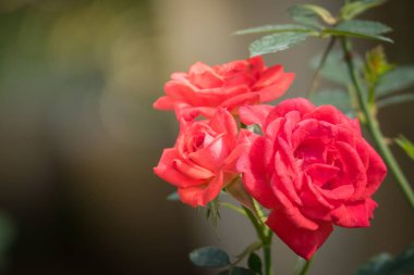 Bahçedeki güller, güzel güneşli bir günde güller güzeldir..