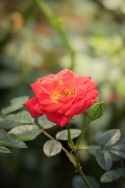 Bahçedeki güller, güzel güneşli bir günde güller güzeldir..