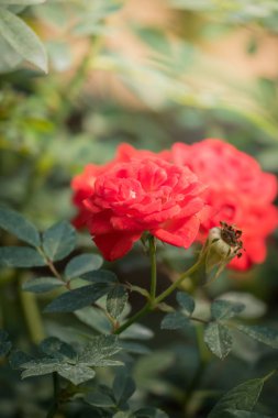 Bahçedeki güller, güzel güneşli bir günde güller güzeldir..
