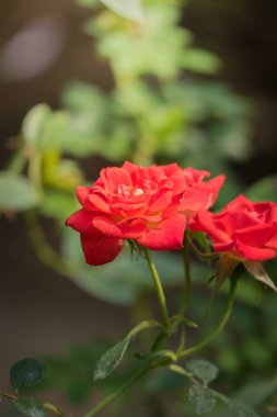 Bahçedeki güller, güzel güneşli bir günde güller güzeldir..