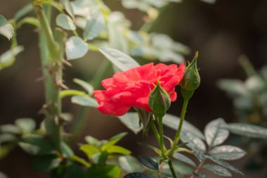 Bahçedeki güller, güzel güneşli bir günde güller güzeldir..