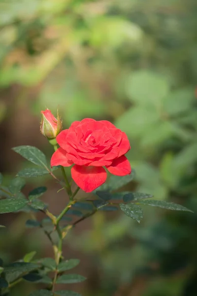 花园里的玫瑰 玫瑰是美丽的 阳光灿烂 — 图库照片