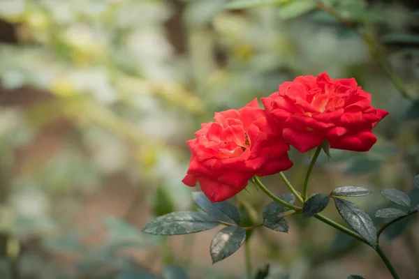 花园里的玫瑰 玫瑰是美丽的 阳光灿烂 — 图库照片