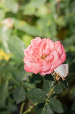 Bahçedeki güller, güzel güneşli bir günde güller güzeldir..
