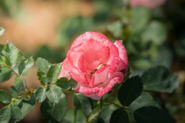 Bahçedeki güller, güzel güneşli bir günde güller güzeldir..
