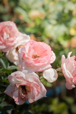 Bahçedeki güller, güzel güneşli bir günde güller güzeldir..