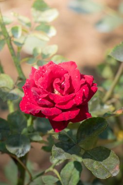 Bahçedeki güller, güzel güneşli bir günde güller güzeldir..