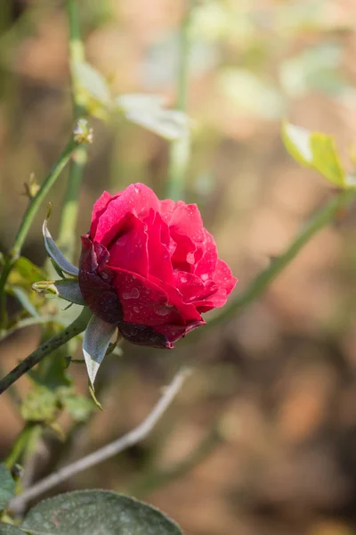 Rosas Jardín Rosas Son Hermosas Con Hermoso Día Soleado — Foto de Stock