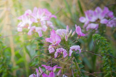 Renkli çiçeklerin arkaplan resmi, arka plan doğası