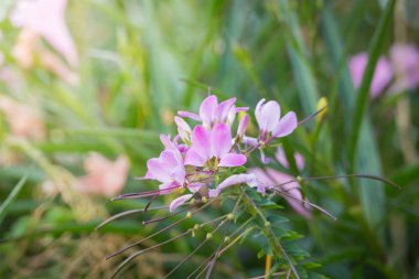 Renkli çiçeklerin arkaplan resmi, arka plan doğası