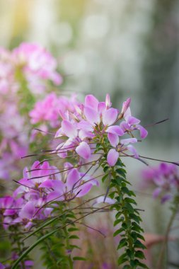 Renkli çiçeklerin arkaplan resmi, arka plan doğası