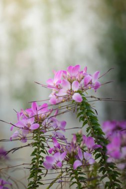 Renkli çiçeklerin arkaplan resmi, arka plan doğası