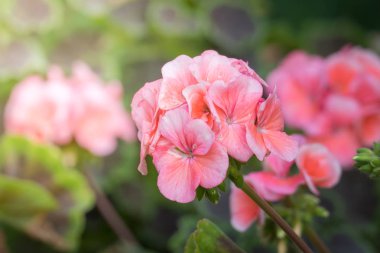 Renkli çiçeklerin arkaplan resmi, arka plan doğası