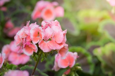 Renkli çiçeklerin arkaplan resmi, arka plan doğası