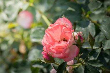 Bahçedeki güller, güzel güneşli bir günde güller güzeldir..