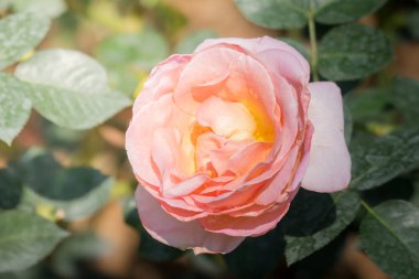 Bahçedeki güller, güzel güneşli bir günde güller güzeldir..