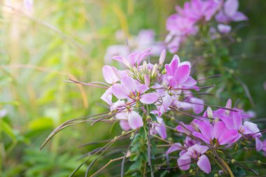 Renkli çiçeklerin arkaplan resmi, arka plan doğası