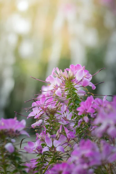 Image Fond Des Fleurs Colorées Fond Nature — Photo