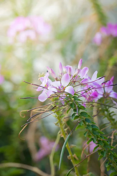 Imagem Fundo Das Flores Coloridas Natureza Fundo — Fotografia de Stock