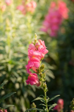 Renkli çiçeklerin arkaplan resmi