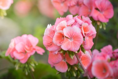 Renkli çiçeklerin arkaplan resmi