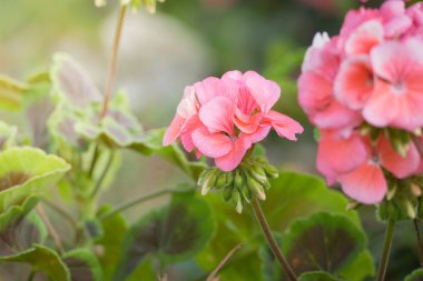 Renkli çiçeklerin arkaplan resmi