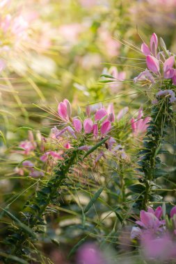 Renkli çiçeklerin arkaplan resmi