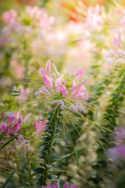 Renkli çiçeklerin arkaplan resmi