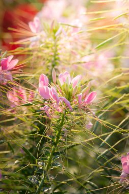 Renkli çiçeklerin arkaplan resmi